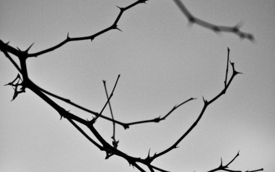 Tres elementos para expresar aprecio