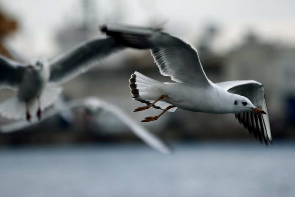 gaviota
