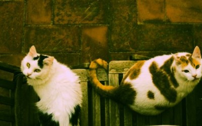 Lo que todo el mundo debería saber sobre la curiosidad