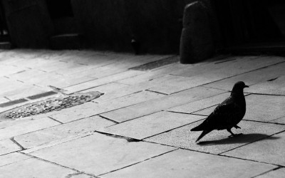 El Pavo de nuestras creencias