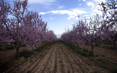 Habilidades naturales