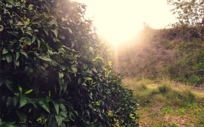 Cómo dejar de correr en tu día a día